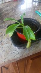 Nepenthes distillatoria