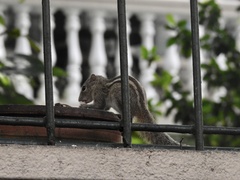 Funambulus palmarum