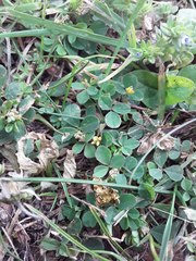 Trifolium micranthum