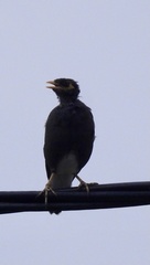 Acridotheres tristis