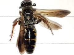 Myzinum carolinianum