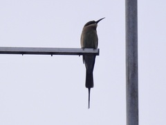 Merops philippinus