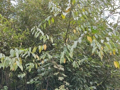 Litsea cubeba