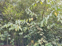 Litsea cubeba