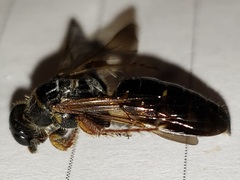 Myzinum carolinianum