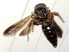Myzinum carolinianum