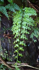 Asplenium neolaserpitiifolium