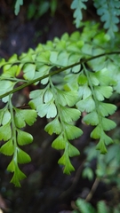Asplenium neolaserpitiifolium