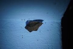 Oxydia scriptipennaria