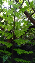 Asplenium neolaserpitiifolium