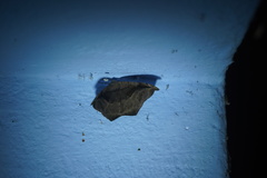 Oxydia scriptipennaria