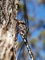 Austroaeschna parvistigma