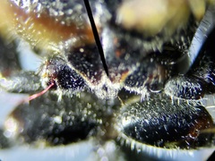 Myzinum carolinianum