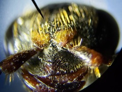 Myzinum carolinianum