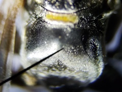 Myzinum carolinianum