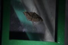 Oxydia scriptipennaria