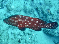 Cephalopholis sonnerati