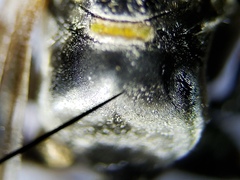 Myzinum carolinianum
