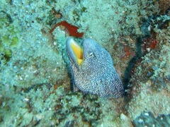Gymnothorax nudivomer