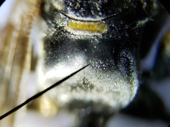 Myzinum carolinianum