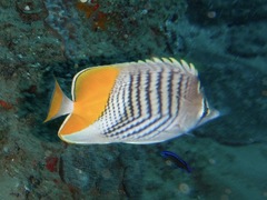 Chaetodon madagaskariensis