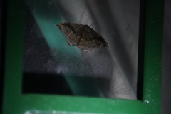 Oxydia scriptipennaria