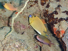 Apolemichthys trimaculatus
