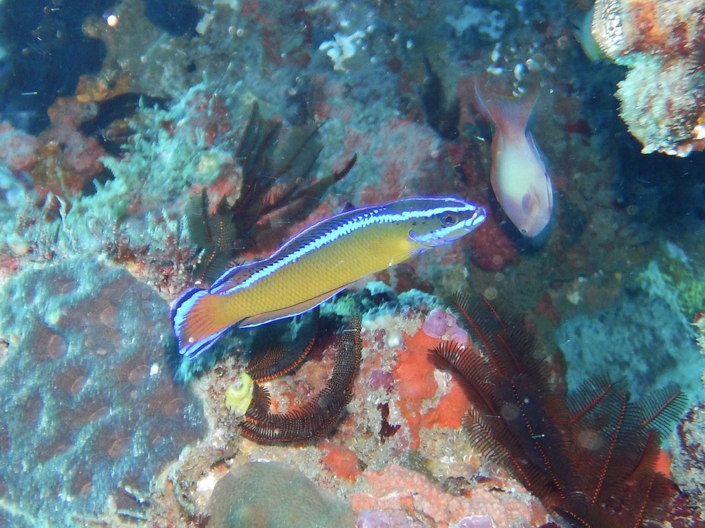 African Blue-Lined Dottyback