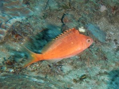 Cyprinocirrhites polyactis