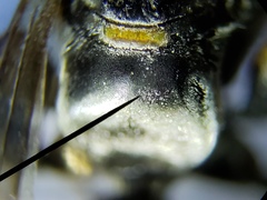 Myzinum carolinianum