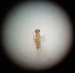 Stenomicra