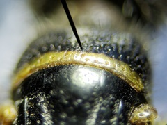 Myzinum carolinianum