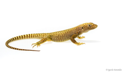 Liolaemus gununakuna