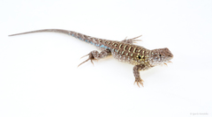 Liolaemus goetschi