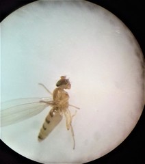 Stenomicra