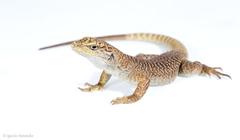 Liolaemus petrophilus