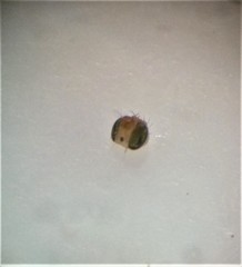Stenomicra