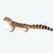 South American Marked Gecko - Photo (c) ignacio_hernandez, some rights reserved (CC BY-NC), uploaded by ignacio_hernandez