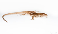 Liolaemus gracilis