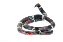 Micrurus pyrrhocryptus