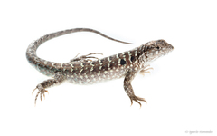 Liolaemus goetschi