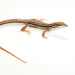 Longtail Whiptail - Photo (c) ignacio_hernandez, some rights reserved (CC BY-NC), uploaded by ignacio_hernandez