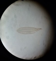 Stenomicra