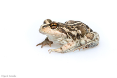 Pleurodema bufoninum