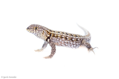 Liolaemus grosseorum