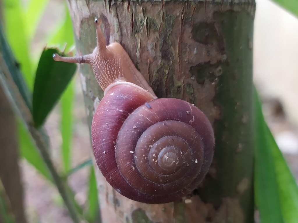 Blinking Snail