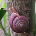 Blinking Snail - Photo (c) Soh Kam Yung, some rights reserved (CC BY-NC), uploaded by Soh Kam Yung