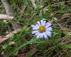 Brachyscome multifida