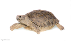 Chelonoidis chilensis