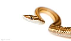 Argentina Mousehole Snake photo 3